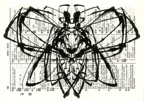 cicada001